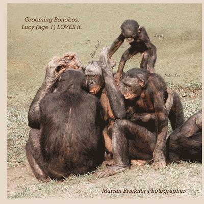 Grooming bonobos: Lucy (age 1) LOVES it