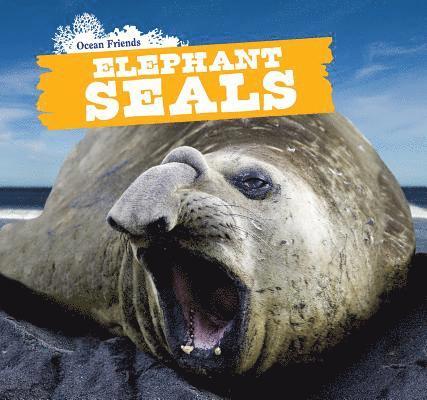 Elephant Seals 1