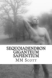 Sequoiadendron Giganteum Sapientium 1