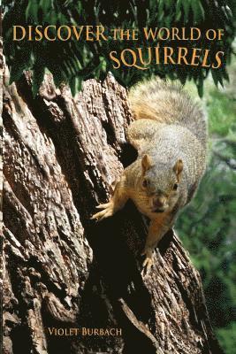 bokomslag Discover the World of Squirrels: Illustrated Kids Book With Fun Facts About Squirrels And Builds Kids Vocabulary