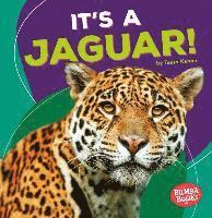 It's a Jaguar! 1