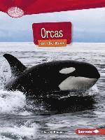 Orcas on the Hunt 1