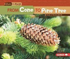 From Cone to Pine Tree 1