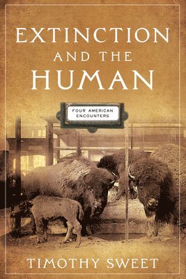 Timothy Sweet - Extinction and the Human, Häftad