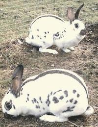 Rabbit and Cavy Culture 1