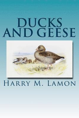 Ducks and Geese 1