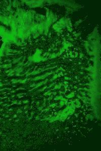 Nicole L. Lent - Of Wolves and Dragonkin: Part One, Häftad