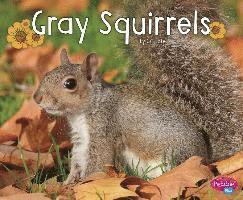 Gray Squirrels 1