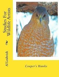 Cooper's Hawks: Studies For Wildlife Artists 1