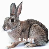 Jen Carter - R is for ...: A Learning My Alphabet Book, Häftad