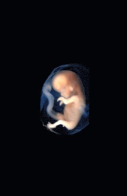 bokomslag The Surrogate