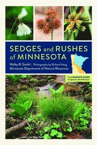 bokomslag Sedges and Rushes of Minnesota