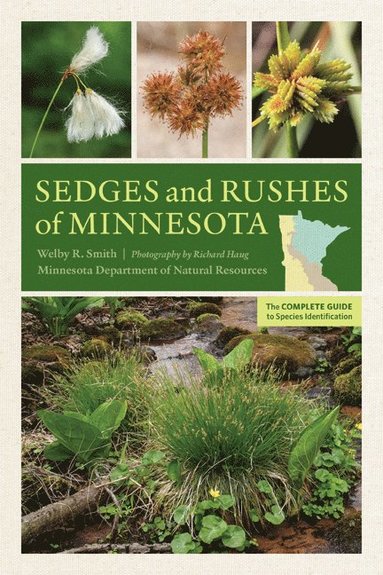 bokomslag Sedges and Rushes of Minnesota