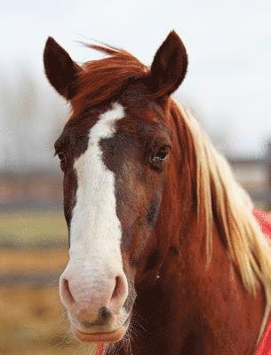bokomslag Kids Large Horse Journal