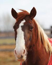 bokomslag Kids Large Horse Journal