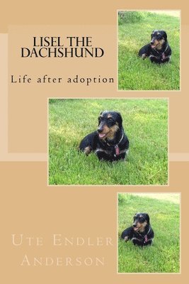 Lisel the Dachshund: Life after adoption 1