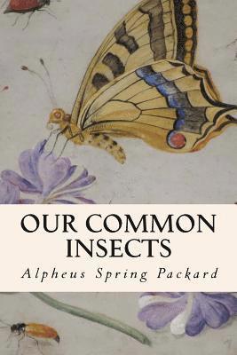 Our Common Insects 1