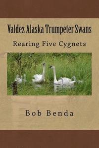 Valdez Alaska Trumpeter Swans: Rearing Five Cygnets 1