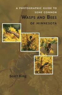 bokomslag A Photographic Guide to Some Common Wasps and Bees of Minnesota