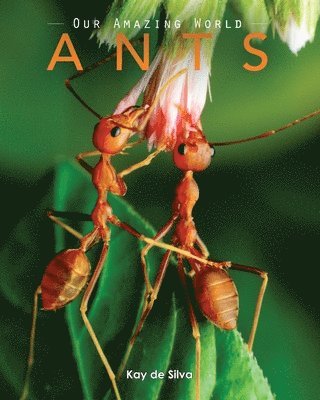 Kay De Silva - Ants: Amazing Pictures & Fun Facts on Animals in Nature, Häftad
