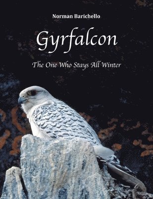Gyrfalcon 1