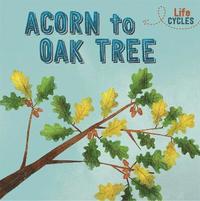 bokomslag Life Cycles: Acorn to Oak Tree