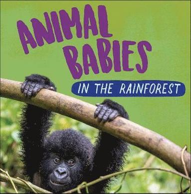 Sarah Ridley - Animal Babies: In the Rainforest, Häftad