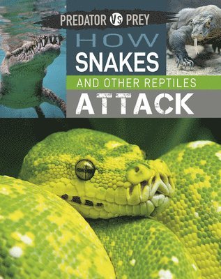 bokomslag Predator vs Prey: How Snakes and other Reptiles Attack