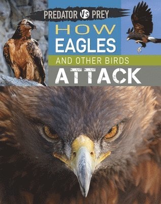 Harris, T: Predator Vs Prey: How Eagles and Other Birds Atta