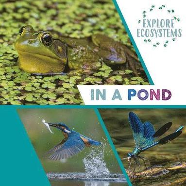 bokomslag Explore Ecosystems: In a Pond