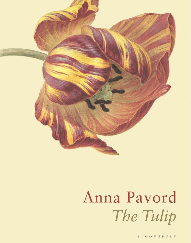 Anna Pavord - Tulip, Inbunden