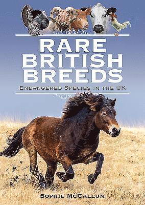 Rare British Breeds 1