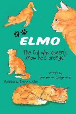 Elmo the Cat Who Doesn't Know He's Orange 1