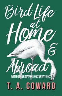 bokomslag Bird Life at Home and Abroad - With Other Nature Observations