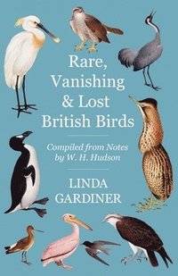 bokomslag Rare, Vanishing and Lost British Birds