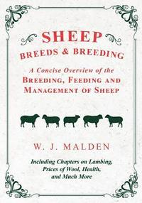 bokomslag Sheep Breeds and Breeding - A Concise Overview of the Breeding, Feeding and Management of Sheep, Including Chapters on Lambing, Prices of Wool, Health, and Much More