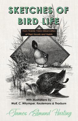 Sketches of Bird Life - From Twenty Years Observation of Their Haunts and Habits - With Illustrations by Wolf, C. Whymper, Keulemans, and Thorburn 1