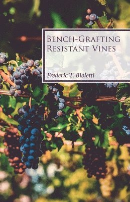 Bench-Grafting Resistant Vines 1