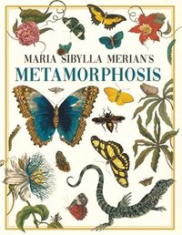 bokomslag Maria Sibylla Merian's Metamorphosis