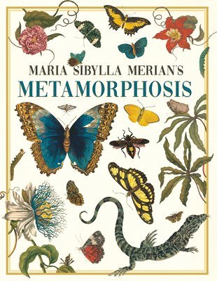 Maria Sibylla Merian's Metamorphosis 1