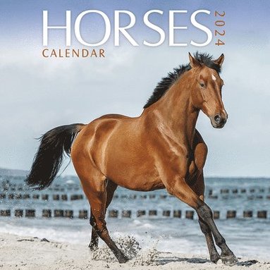 bokomslag Daniel O'Donnell Slim Calendar 2025