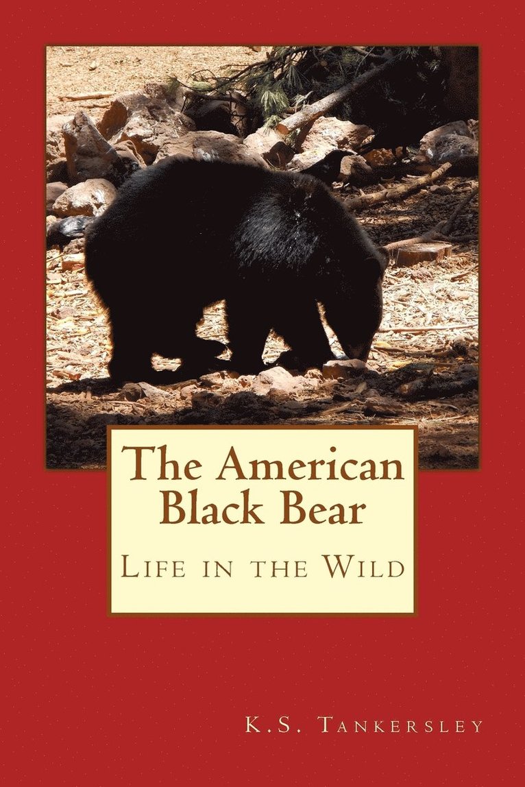 The American Black Bear 1