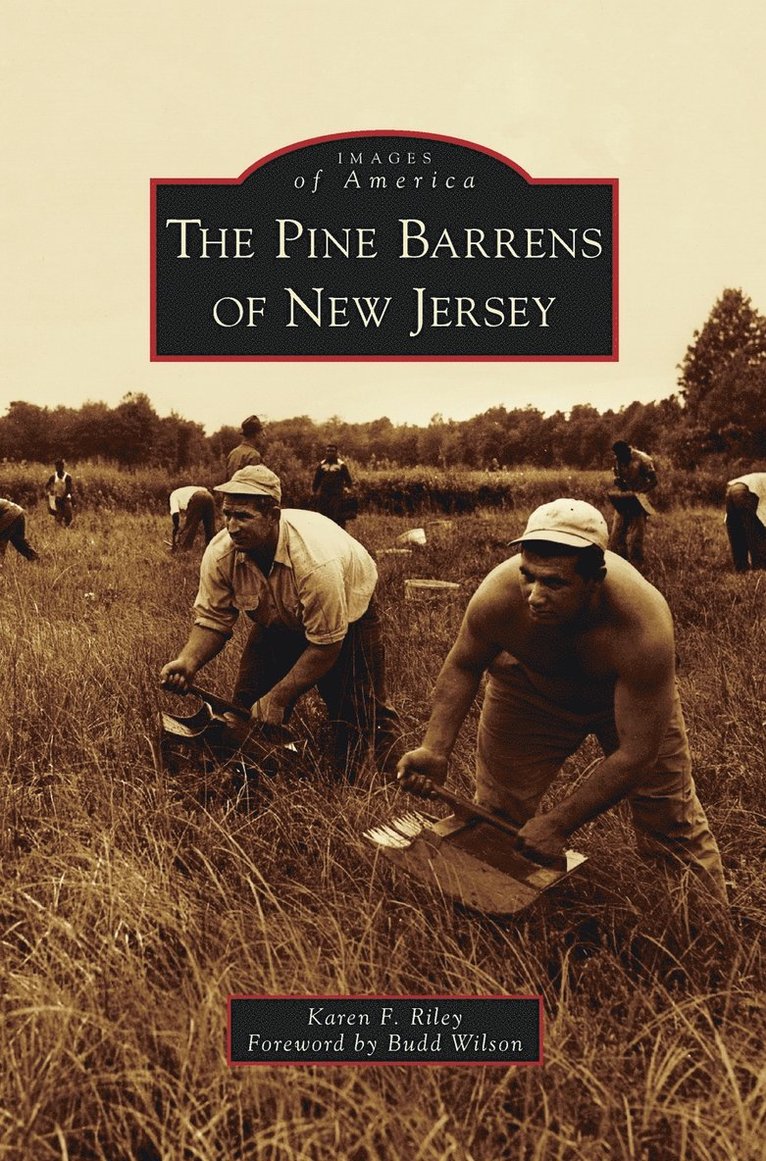 Pine Barrens of New Jersey 1