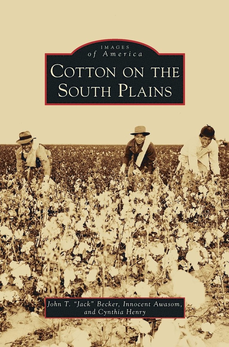 Cotton on the South Plains 1