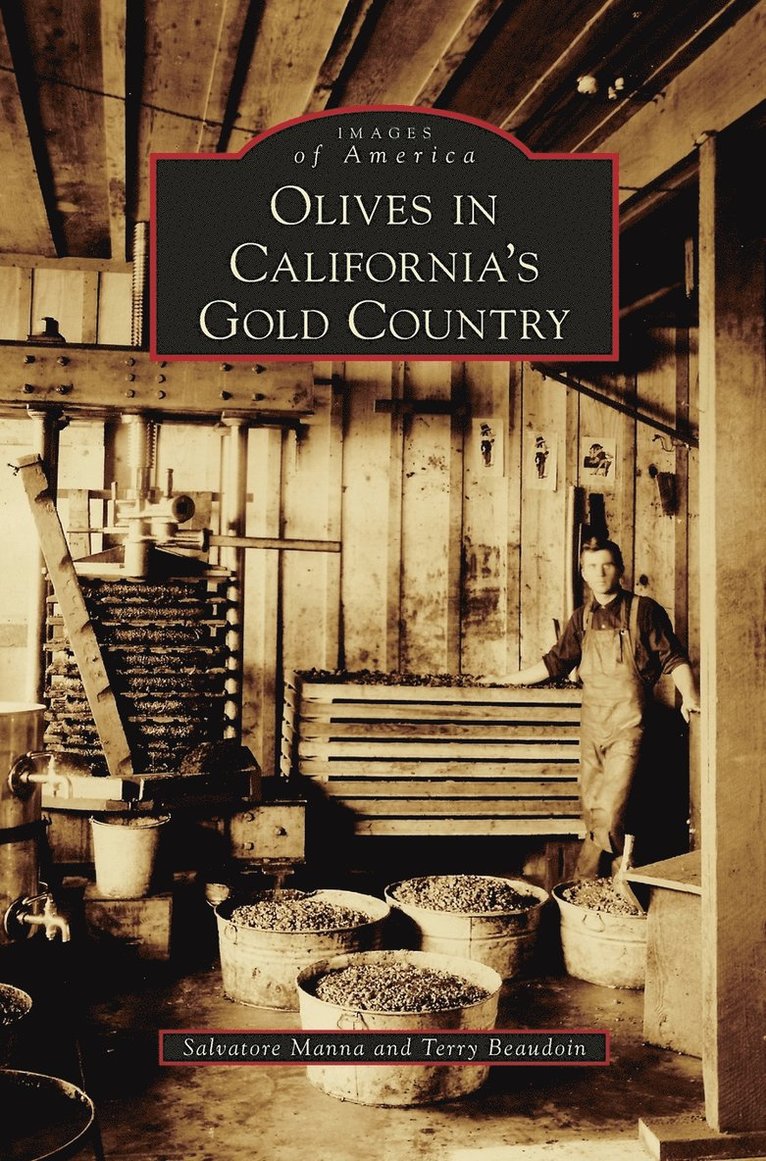 Olives in California's Gold Country
