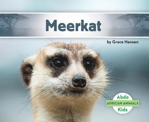 Meerkat 1