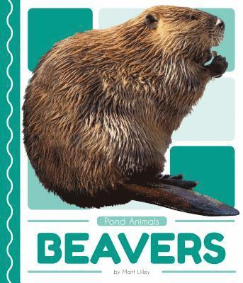 bokomslag Beavers