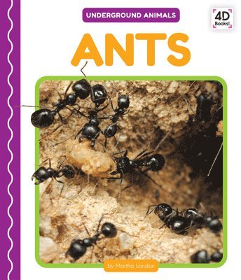 Martha London - Ants, Inbunden