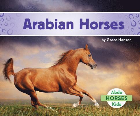 Arabian Horses 1