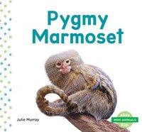 bokomslag Pygmy Marmoset